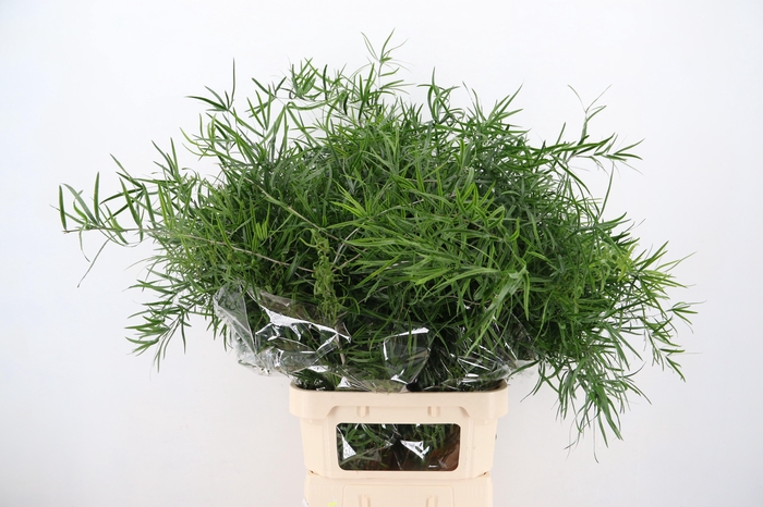 <h4>ASP FALCATUS</h4>