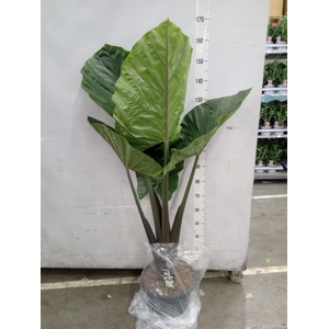 Alocasia   ...