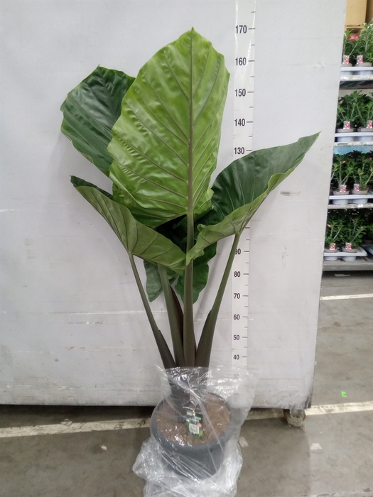 <h4>Alocasia   ...</h4>