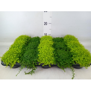 Soleirolia soleirolii   ...mix 2