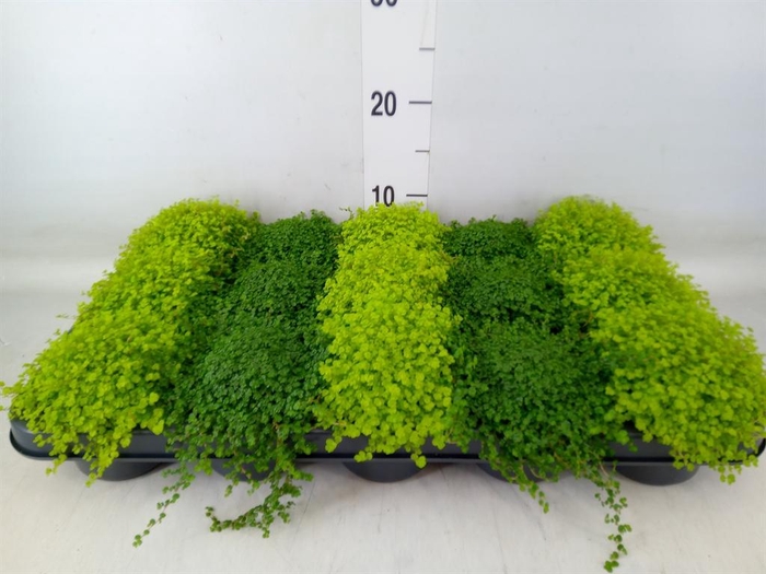 <h4>Soleirolia soleirolii   ...mix 2</h4>