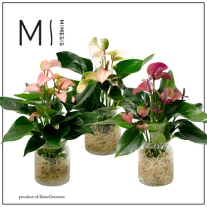 Mimesis Anthurium KARMA Multi Mix - Aqua di Karma Melkbus