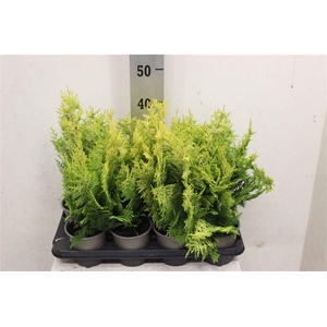 Chamaecyparis lawsoniana 'Ivonne'