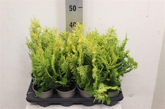 <h4>Chamaecyparis lawsoniana 'Ivonne'</h4>
