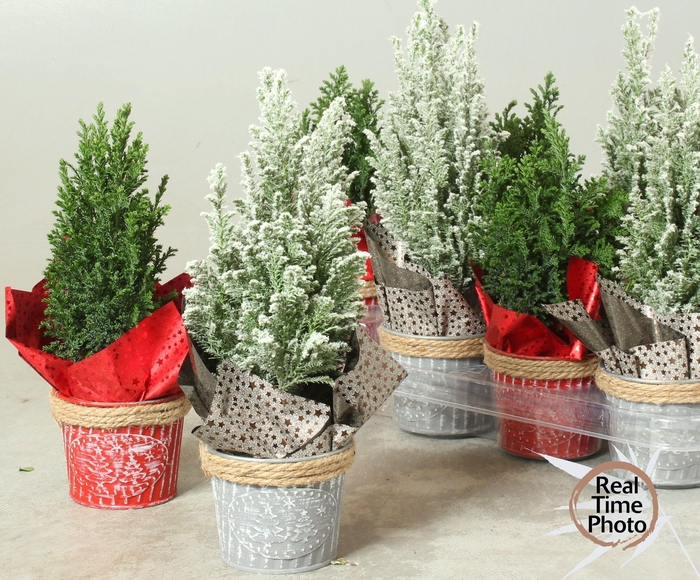 <h4>CHAM L ELLWOODII</h4>