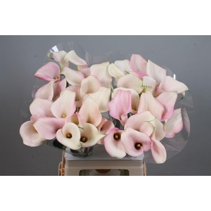 CALLA CANDYFLOSS