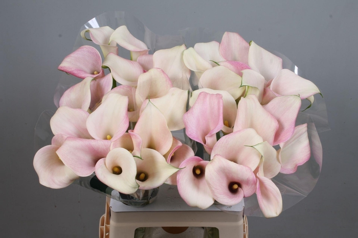 <h4>CALLA CANDYFLOSS</h4>