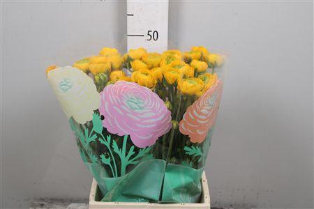 <h4>Ran Aazur Yellow</h4>