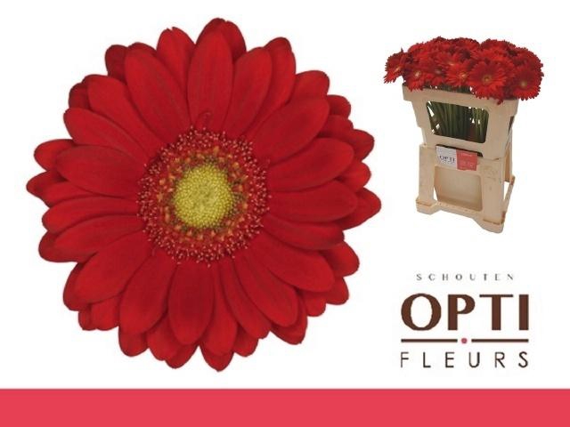 <h4>Ge Mi Lipstick</h4>