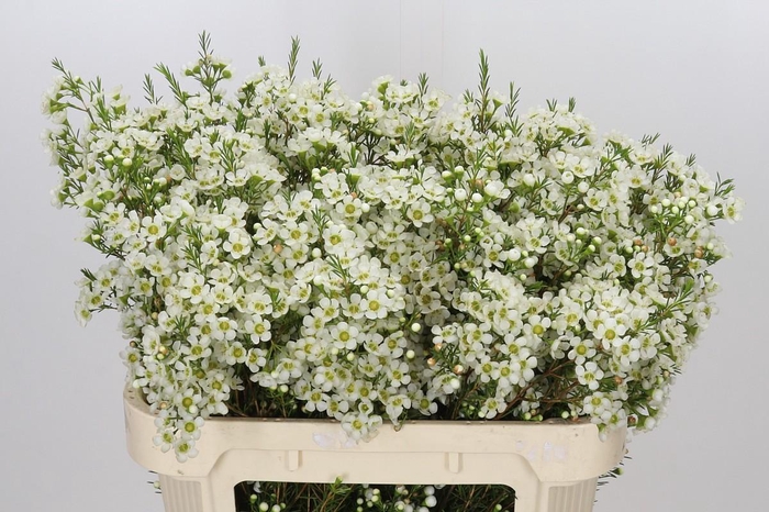 <h4>Chamelaucium Ivory Pearl</h4>