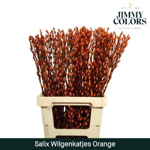 Salix Katjes L70 Orange