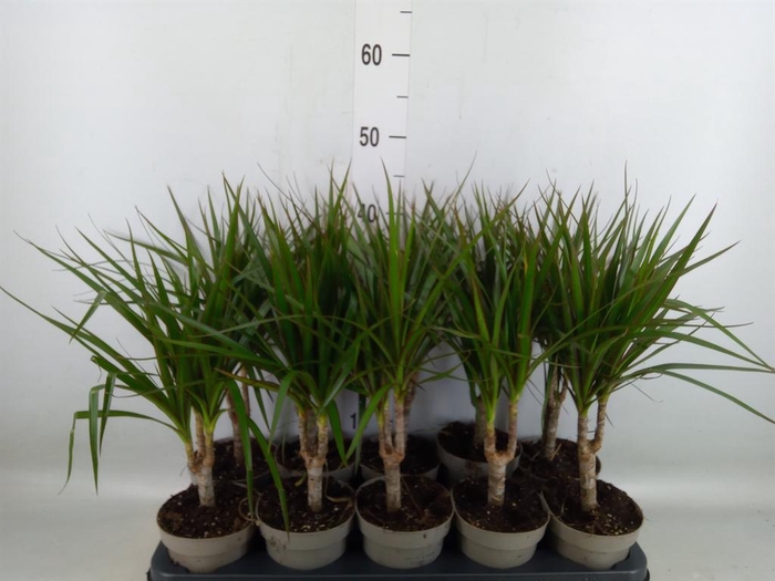 <h4>Dracaena marg.</h4>