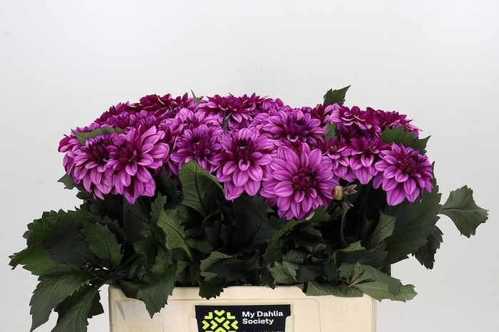<h4>Dahlia Melissa Anne Marijke</h4>