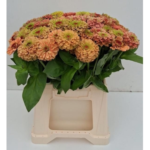 ZINNIA LILL ORANGE