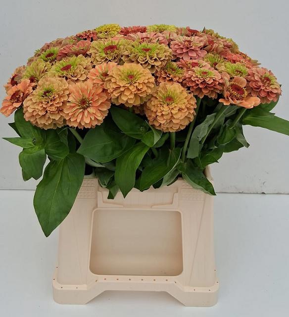 <h4>ZINNIA LILL ORANGE</h4>