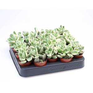 Cotyledon tome. ladys.