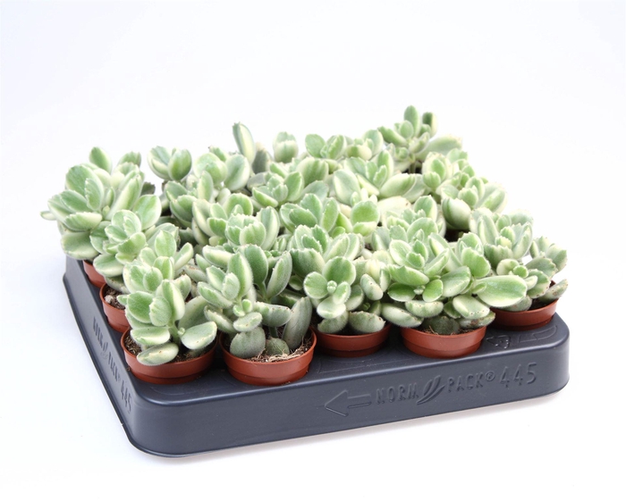 <h4>Cotyledon tome. ladys.</h4>