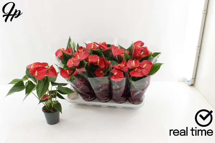 <h4>ANTHU AN ESUDO</h4>