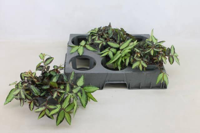 <h4>PELLIONIA REPENS</h4>