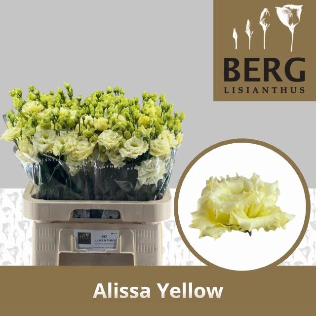 <h4>EUS G ALISSA YELLOW</h4>