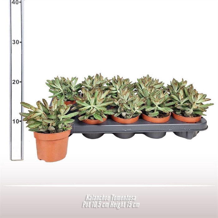 <h4>Kalanchoe Tomentosa</h4>