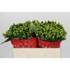 Hypericum Lucky Romance