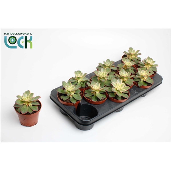 <h4>Aeonium Tricolor ('Kiwi')</h4>