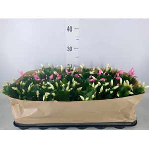 Schlumbergera   ...mix 2