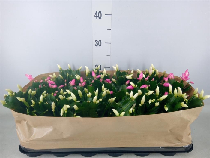 <h4>Schlumbergera   ...mix 2</h4>