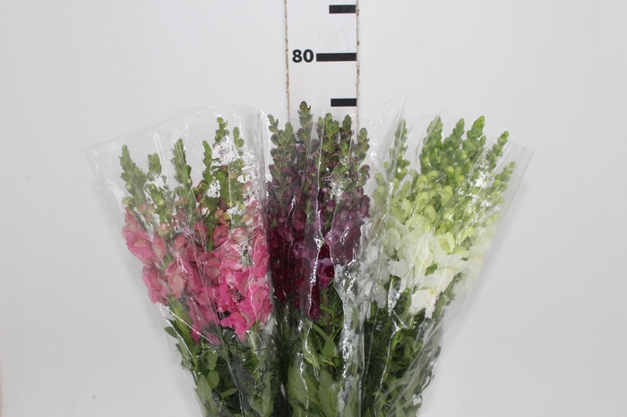 <h4>BOCA DE LEAO VARIADA 080 CM</h4>