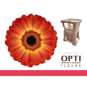 Germini Flamazing Water