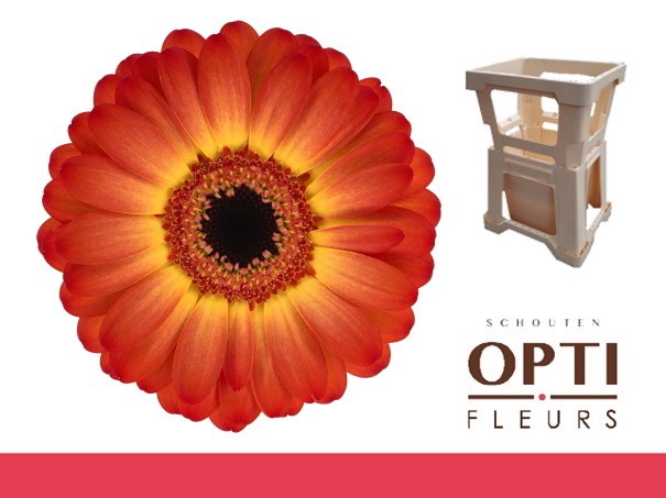 <h4>Germini Flamazing Water</h4>