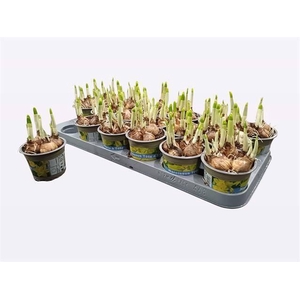 !! PROMO !! NARCISSUS TETE A TETE P9