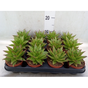 Echeveria agavoides 'Ebony'