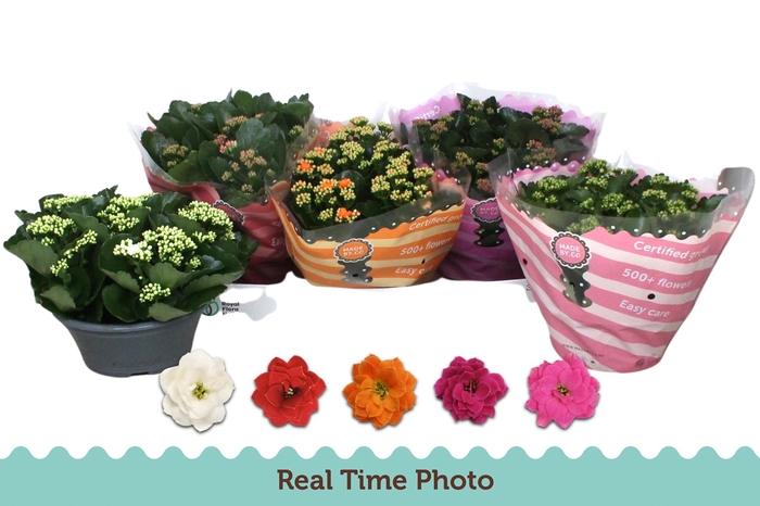 <h4>KAL GE GEM 5 KL</h4>