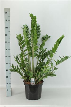 <h4>Zamio Zamiifolia</h4>