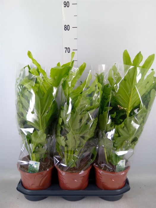 <h4>Philodendron   ...</h4>