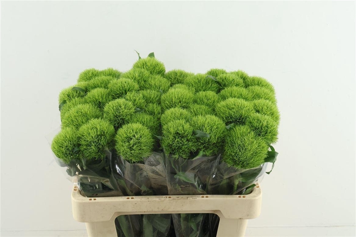 <h4>DIANTHUS BARB. 'KIWI MELLOW'</h4>
