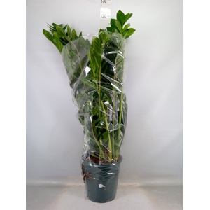 Zamioculcas zamiifolia