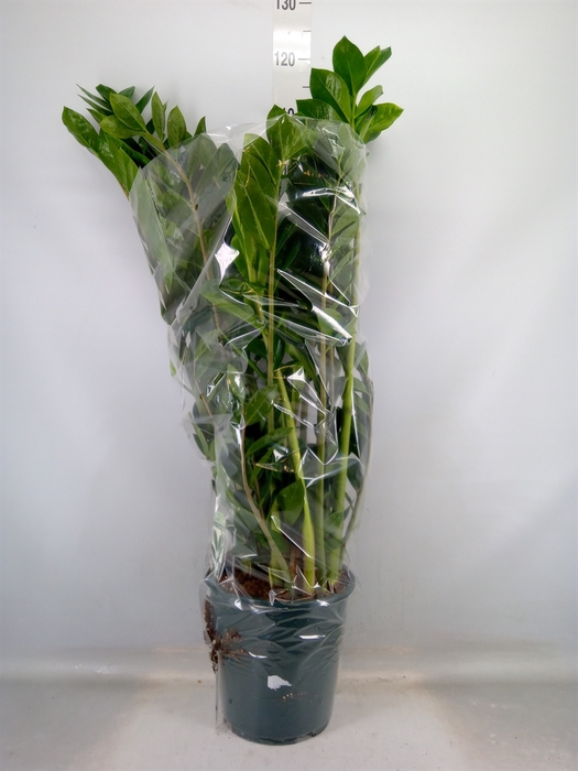 <h4>Zamioculcas zamiifolia</h4>