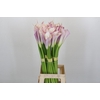 Zantedeschia Eydolls Purple White