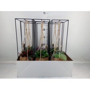 Planten Groen   ...mix  3