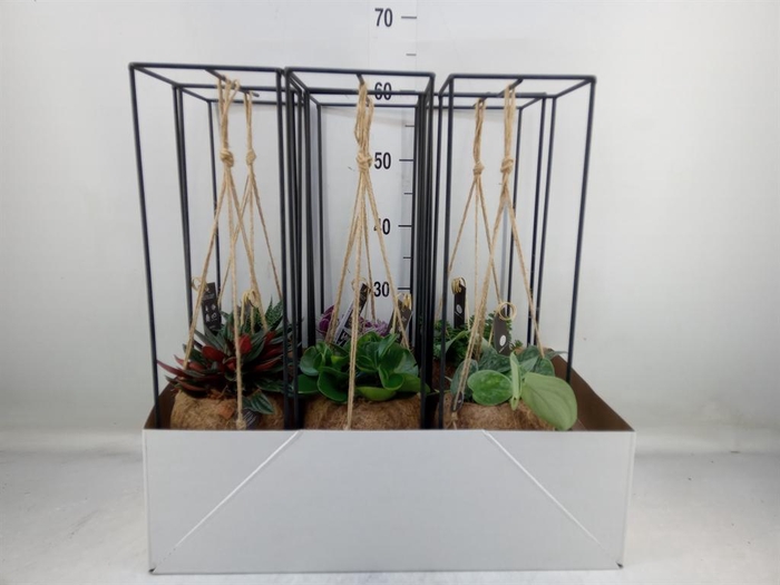 <h4>Planten Groen ...mix 3</h4>