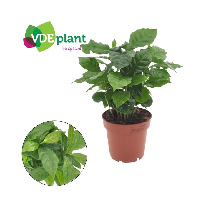 <h4>Coffea Arabica</h4>