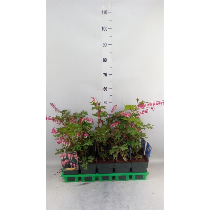 <h4>Dicentra spectabilis</h4>