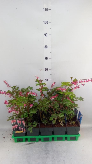 Dicentra spectabilis