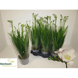 FREESIA FG LAVENDER