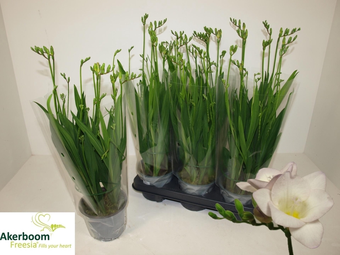 <h4>FREESIA FG LAVENDER</h4>