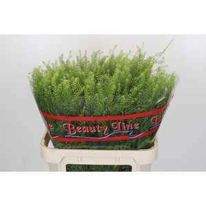 Lepidium Green Dragon