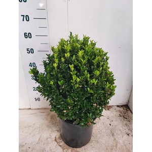 EUONYMUS JA GR SPIRE